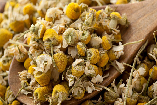 chamomile-3